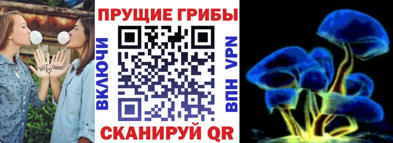 Галлюциногенные грибы Psilocybine cubensis Ельня
